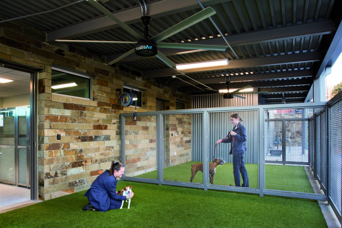 people playing with dogs