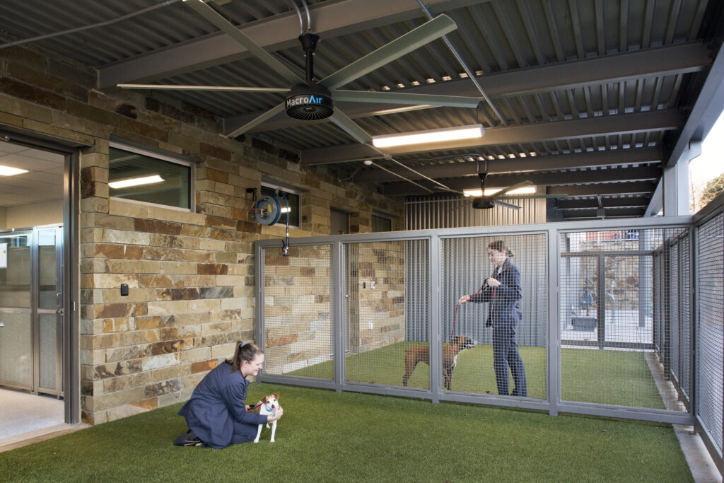 people playing with dogs