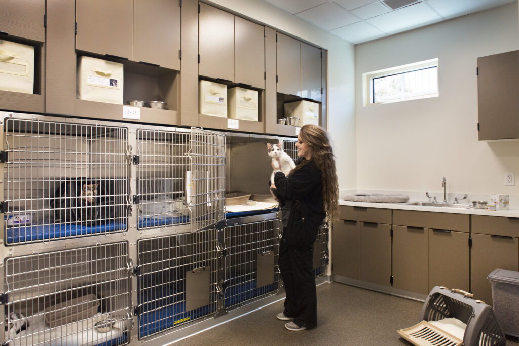 person playing with cat