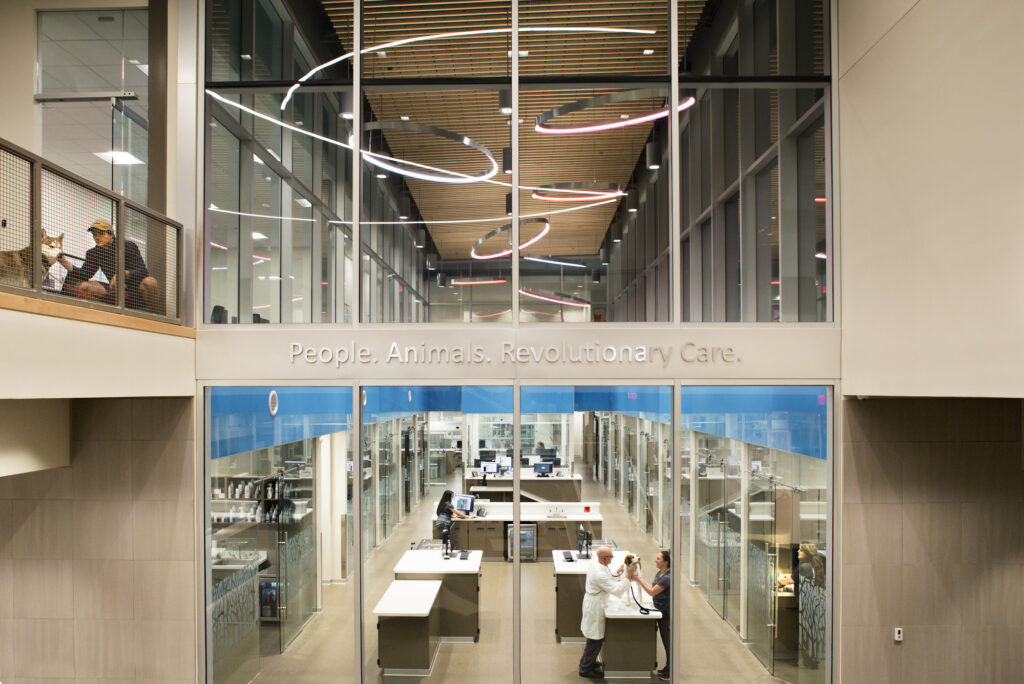 people working with dogs