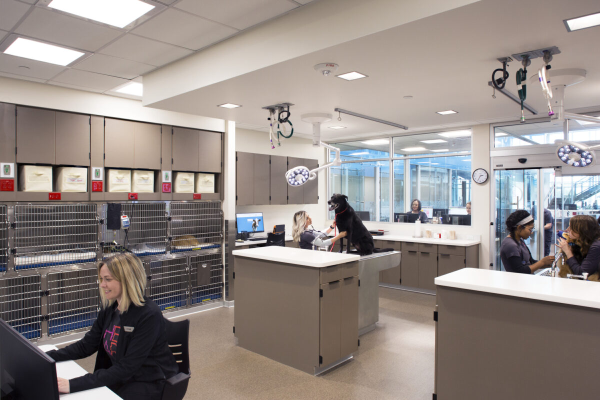 dog being examined in pet facility