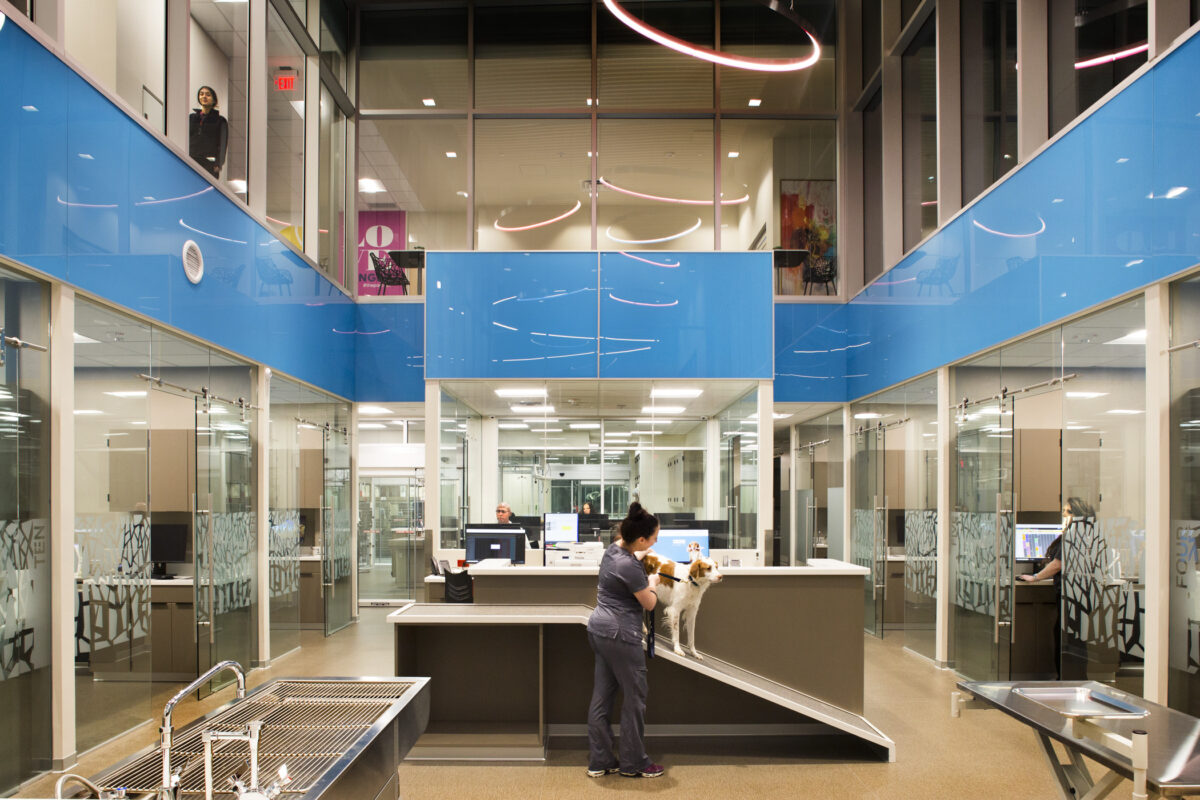dog and people in animal hospital treatment area