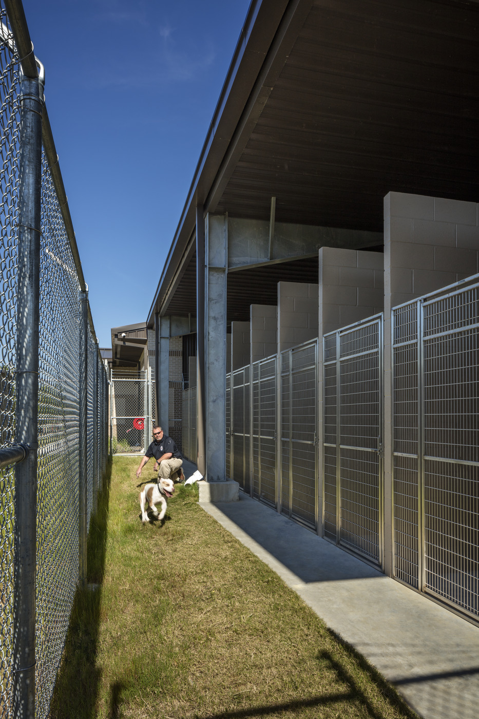 dog in animal facility