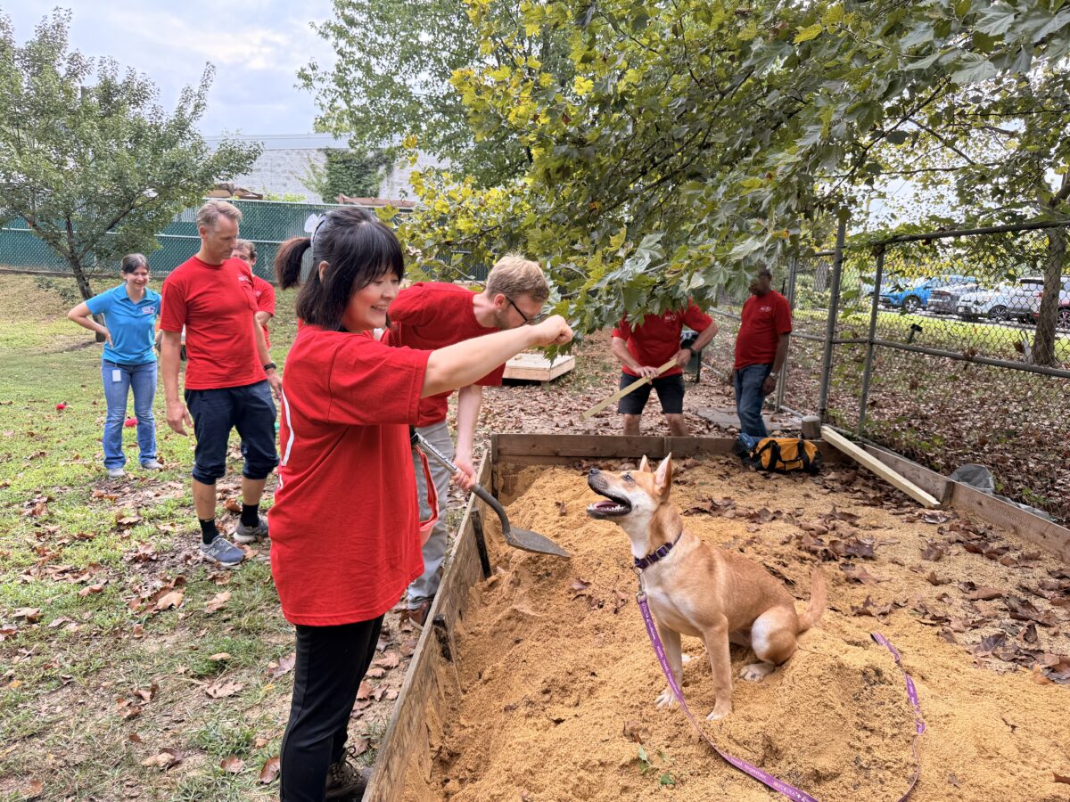 Finished dog sand box